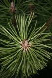 Pinus mugo RCP1-2013 106.JPG